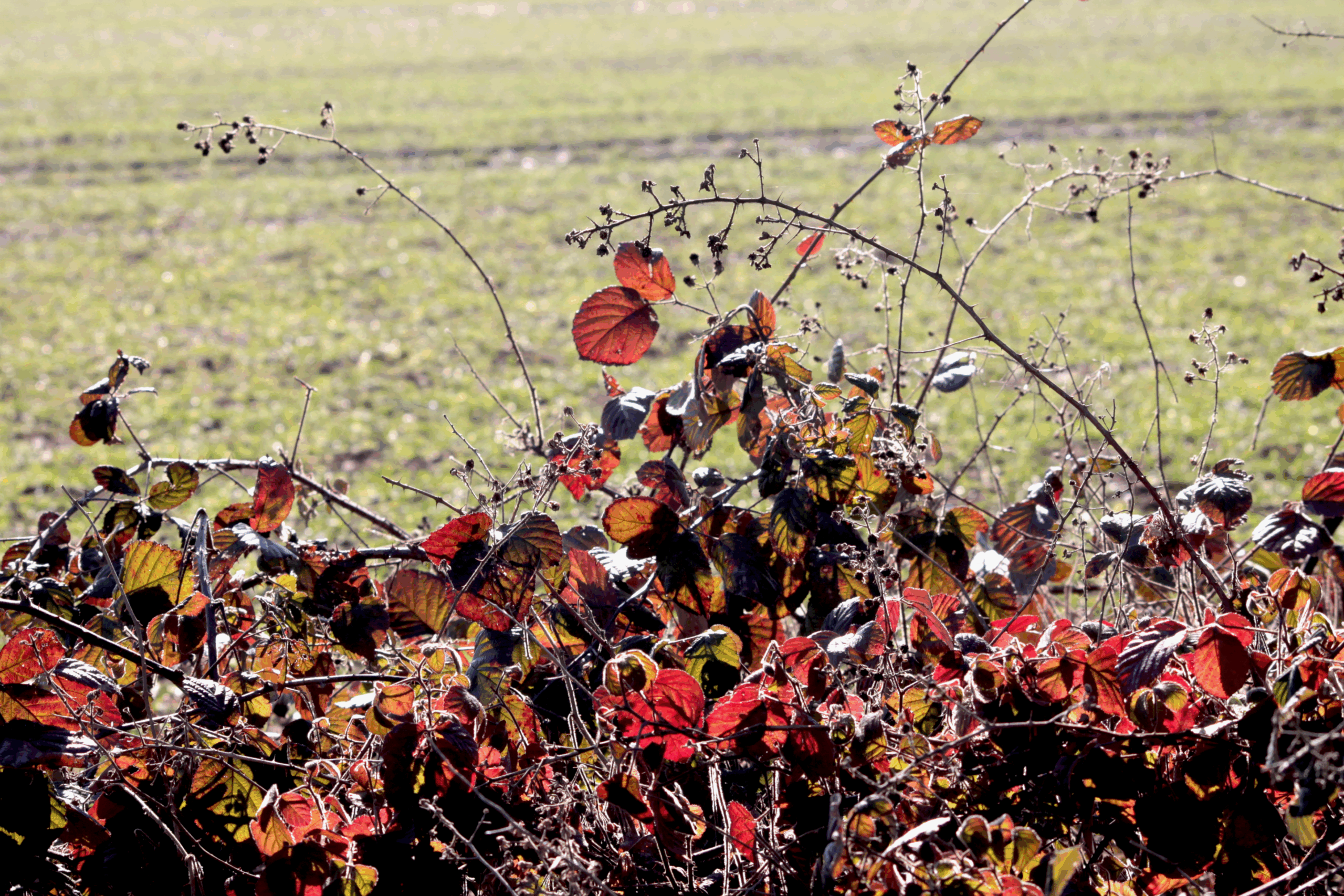Intempéries d’automne : aides possibles par le FSN