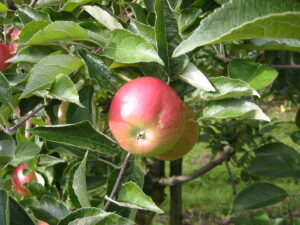 L’assurance grêle  et tempête sur les fruits