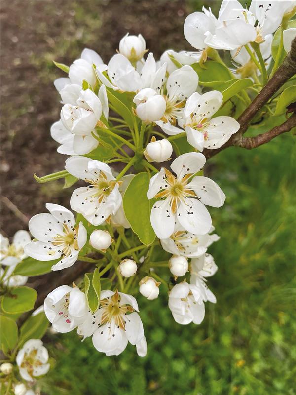 2024-03-fleurs_poirier_cmjn_300